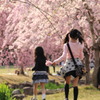 姉妹と枝垂桜と曖昧なピント