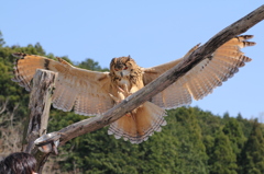 掛川花鳥園　フクロウ