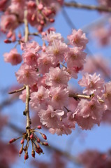 枝垂桜