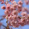 枝垂桜