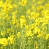 菜の花畑