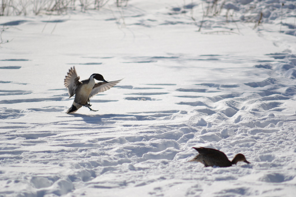 Landing