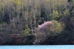 山桜