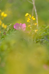 ワッカ原生花園