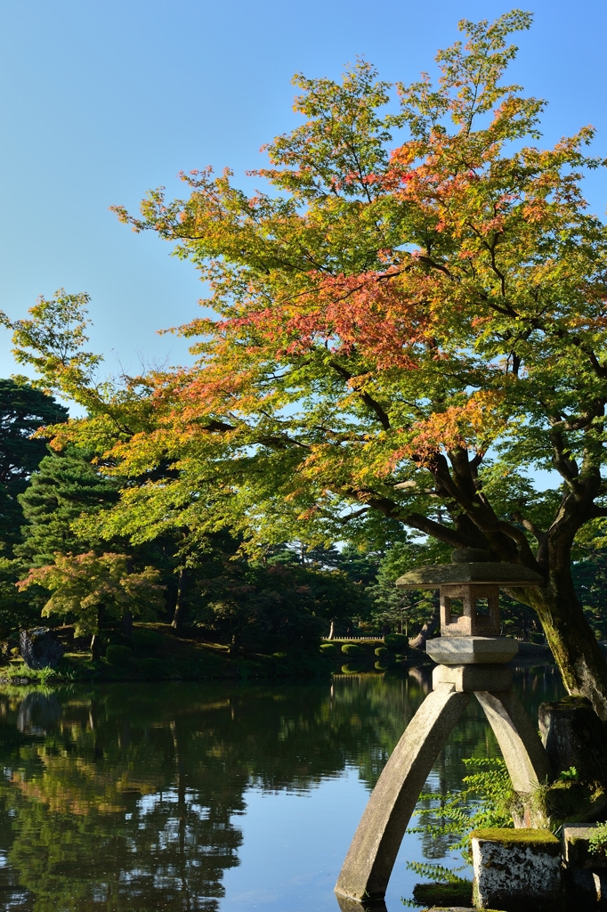 色づき始める兼六園