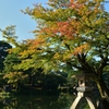 色づき始める兼六園