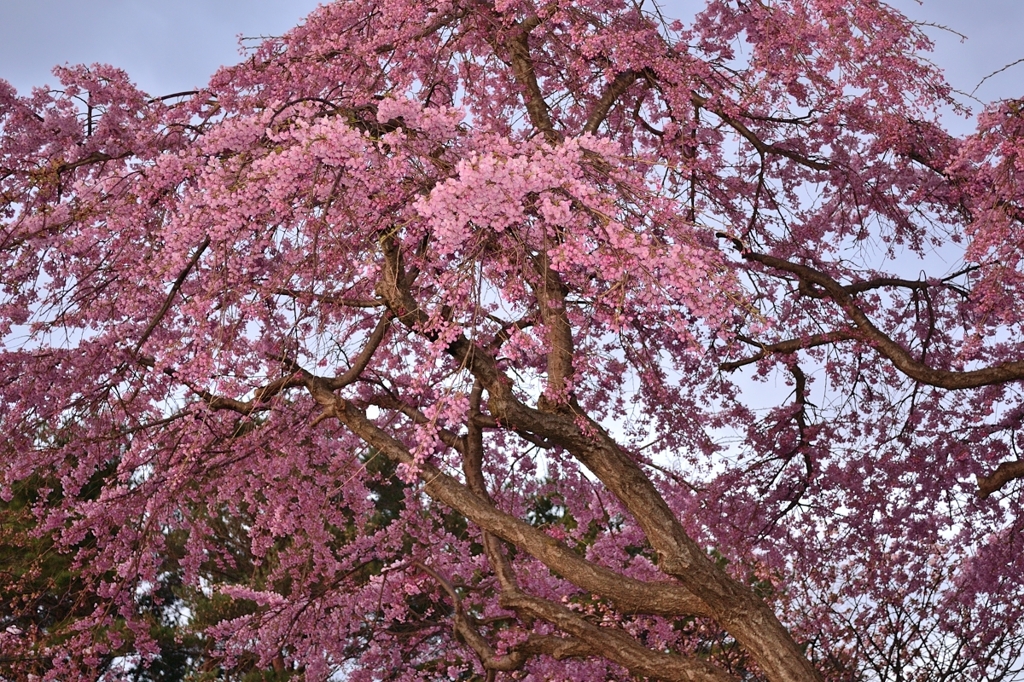 曇天桜の姿見