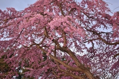 曇天桜の姿見