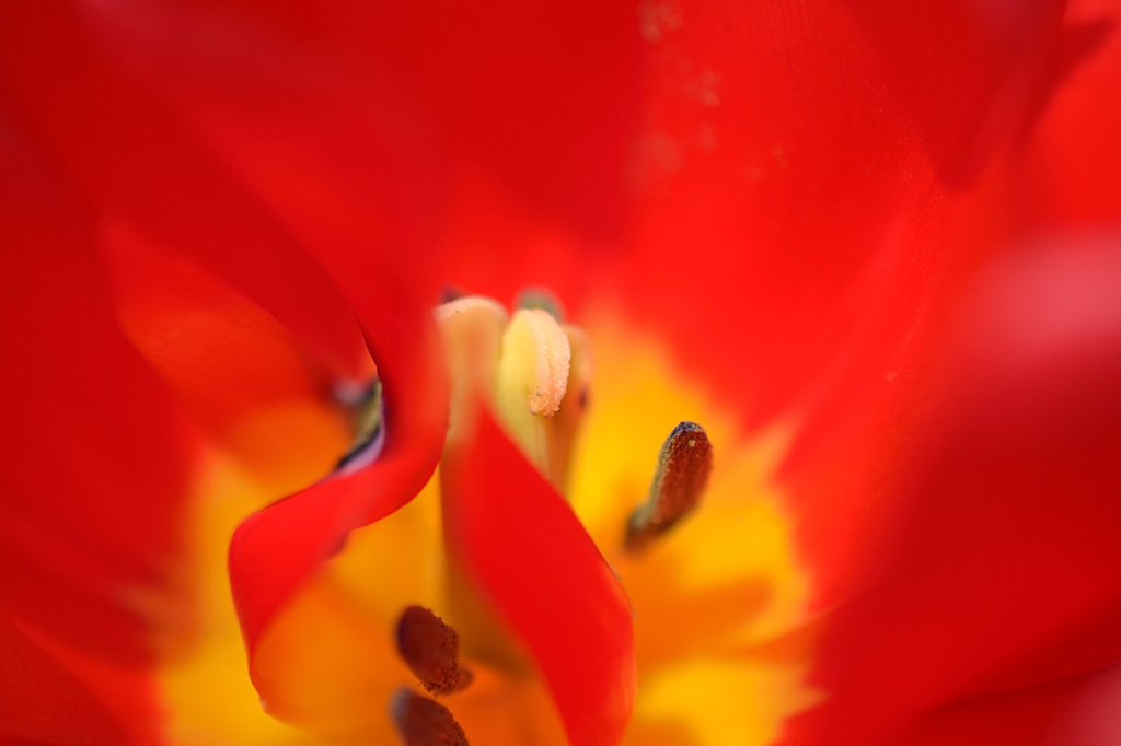 蜜
