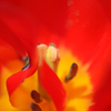 蜜