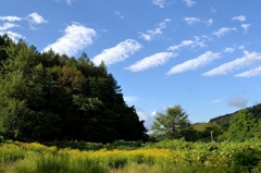 空の横断歩道