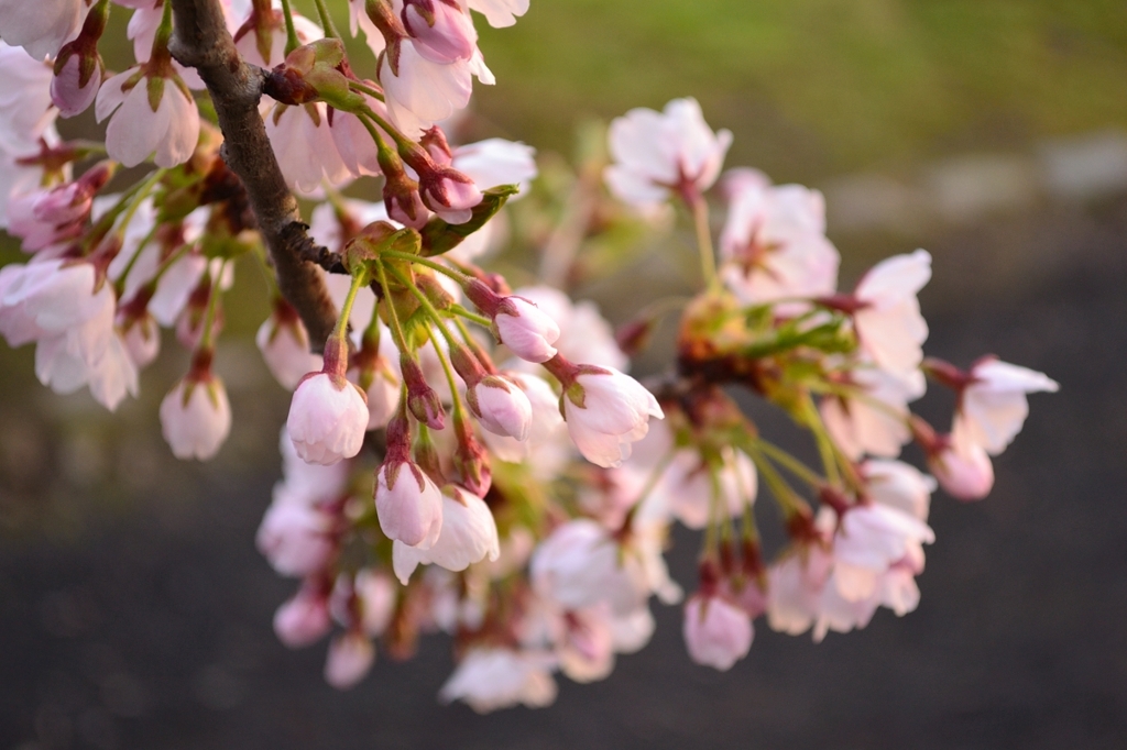 桜のつぼみ