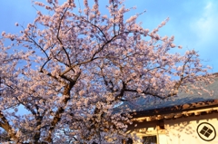 門前桜