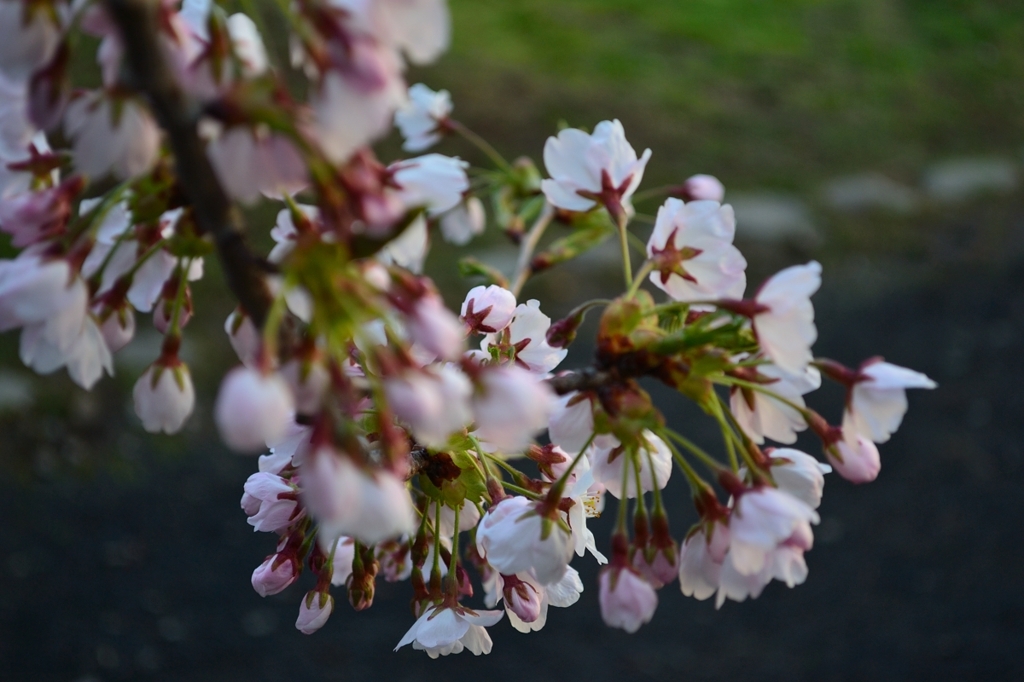 黎明の桜