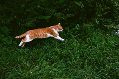 flying cat