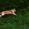 flying cat