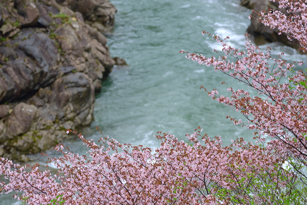 渓谷の桜