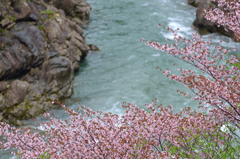 渓谷の桜