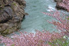 渓谷の桜