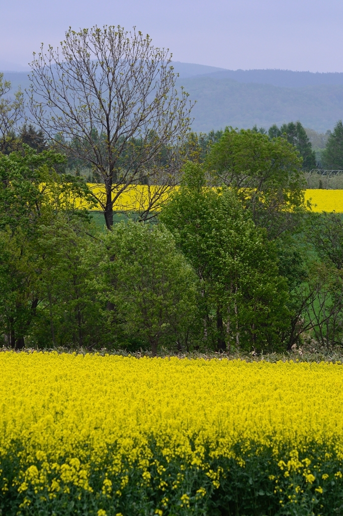 菜の花畑のある風景