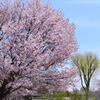 千歳の桜