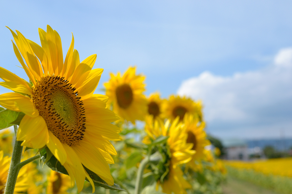 夏！