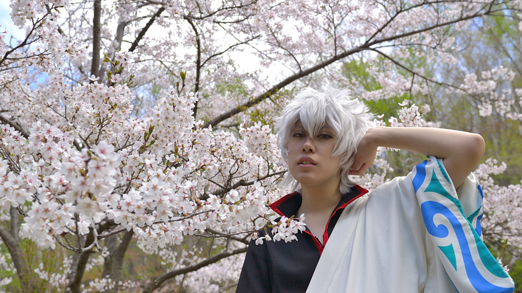 桜