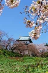 桜の松前城