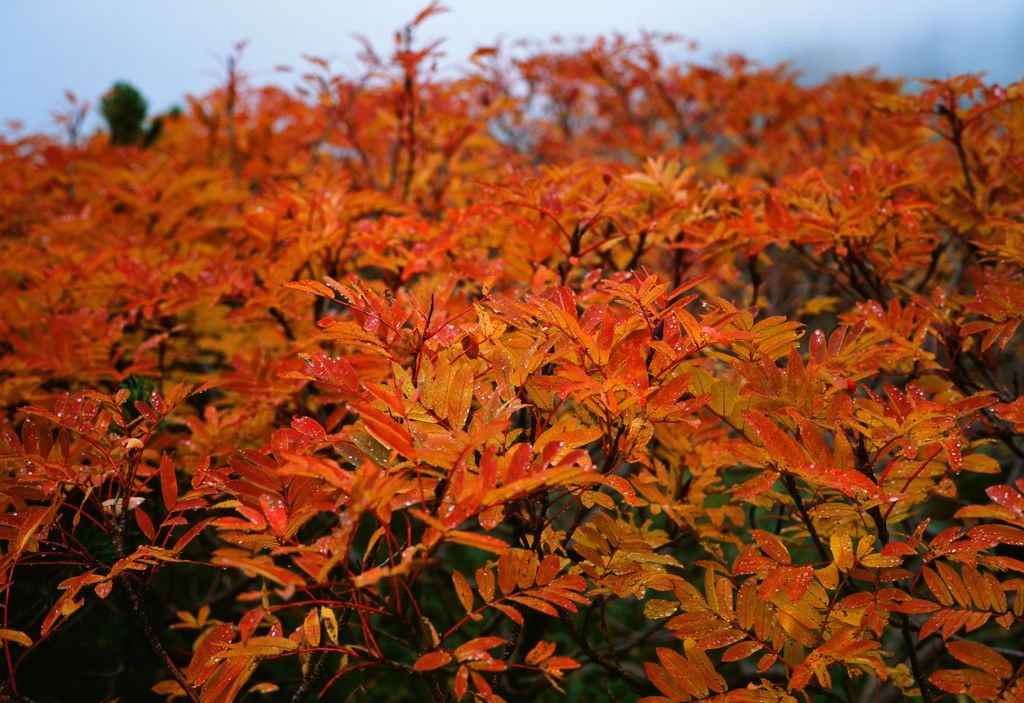 ナナカマドの紅葉