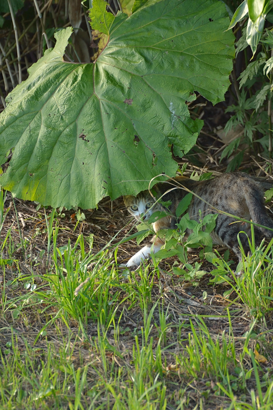 野良猫