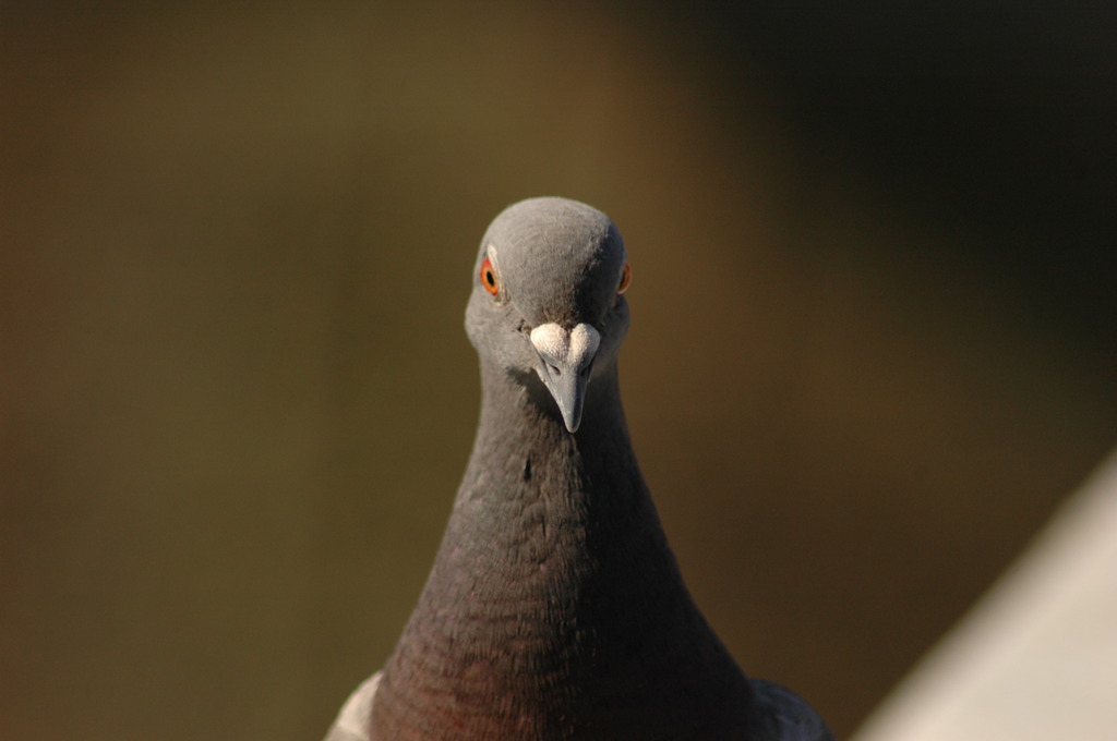 DSC_0205