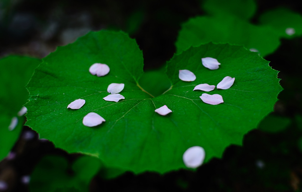 化粧華