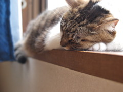 すやすや…
