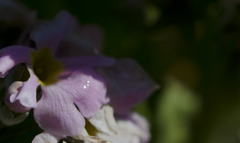 花びら