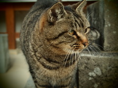 おてらのねこ
