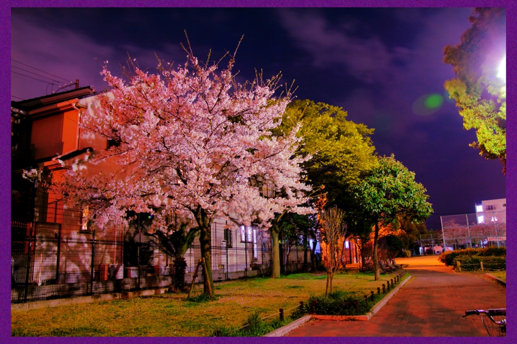 桜色春夜