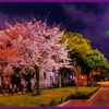 桜色春夜
