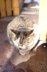 気難しいネコ