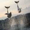 jump jump jump 