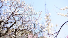 北野天満宮　梅