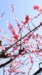北野天満宮