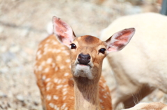 見つめられて