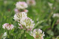 白詰草 - Trifolium repens