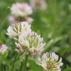 白詰草 - Trifolium repens
