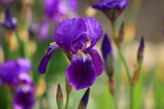 アヤメ - Iris sanguinea