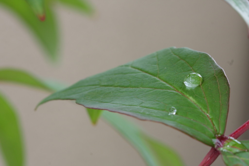 Drop on leaf of peony