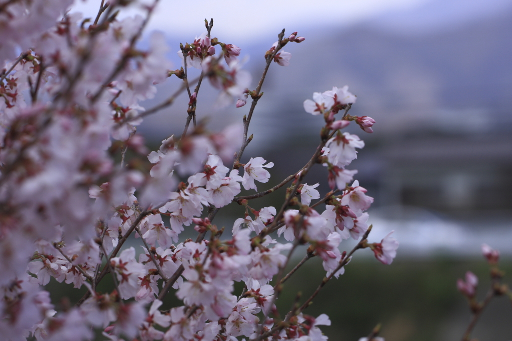 桜