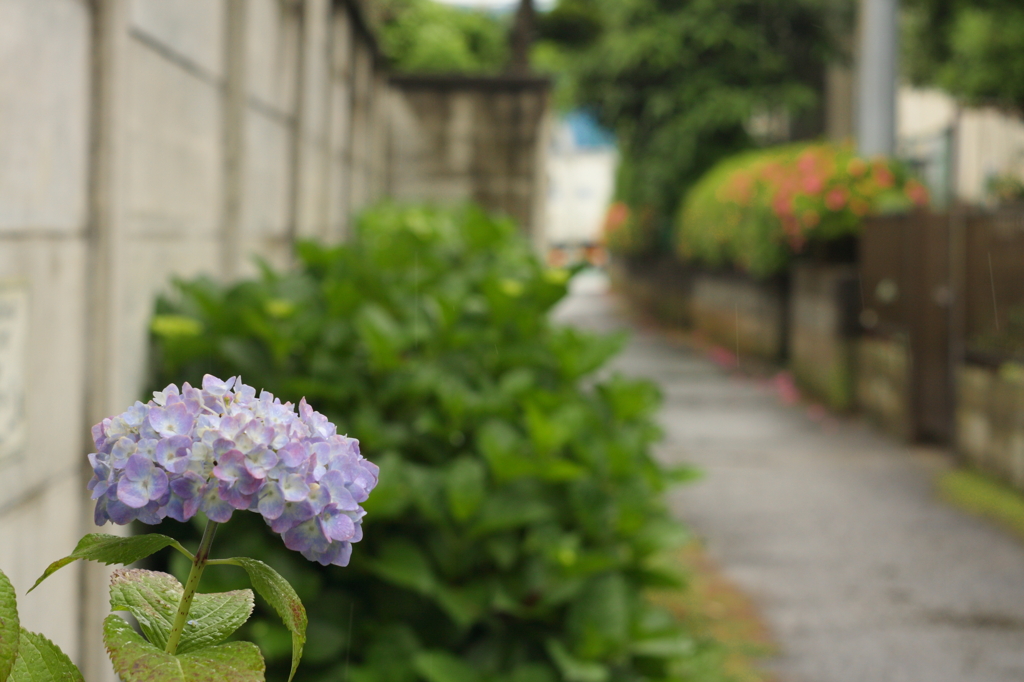 紫陽花の径