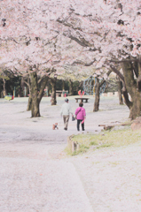 朝の散歩 ～桜路～