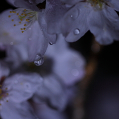 夜桜 雨上がり編